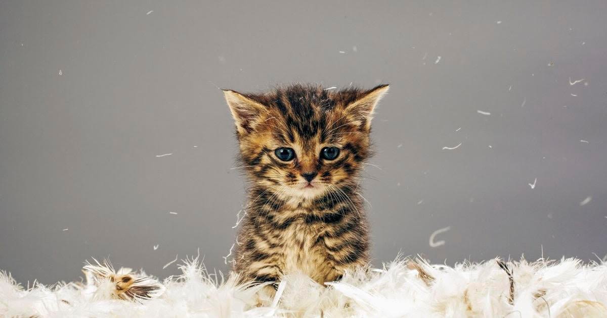 Local cat rescue hosts 'Kitten Shower' to garner donations