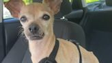 Twinkie, suspected of being dognapped, is returned to her family, police say