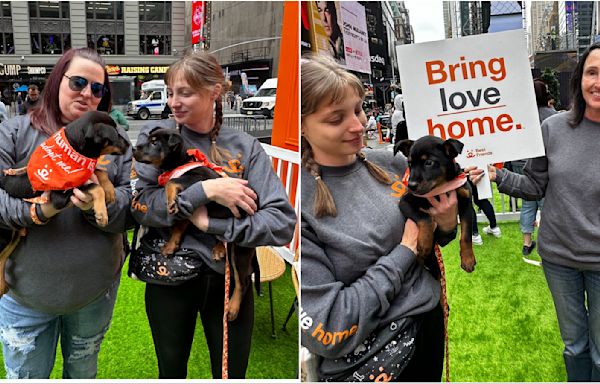 Pets find ‘fur-ever’ homes at Best Friends Animal Society’s pop-up playpen in Times Square | amNewYork