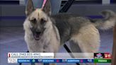 Sweet girl Kasi the German Shepherd: Humane Society of Wichita Co.