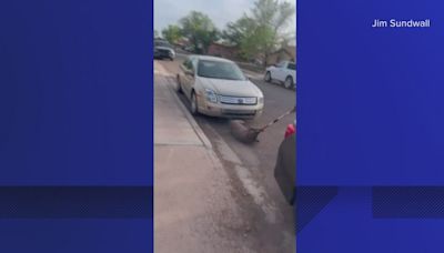 Arizona animal control officer returns to work after dog-dragging incident