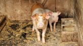 African Swine Fever kills 5,430 pigs in Mizoram