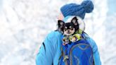 Why Chihuahuas Are the Best Trail Dogs