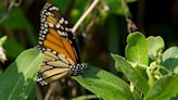 Master Gardener: Planting milkweed helps support vulnerable migrating monarch butterflies