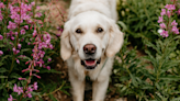 Golden Retriever's Birthday Photoshoot with Toddler Is Full of Fairytale Magic