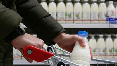 【乳肉安全性】牛結核病牛的生乳和肉有什麼食安風險？如何確保市售國產鮮乳安全無虞？