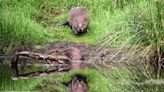 Scottish farmers damn wild beaver reintroduction policy