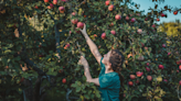 Going apple picking? Here are 13 products to make your trip more fruitful