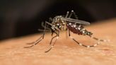 Argentina Dengue Outbreak: More Than 527,000 Cases Reported In The Country; Ways To Keep Your Protected