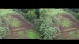 WATCH: Pune Farmer Creates 120-Feet Vast Image of Lord Vithal Using Paddy Plantations On His Farm