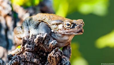 Veneno modificado de un sapo como opción terapéutica contra la depresión