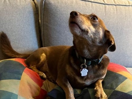 U.S. drops rules for dogs entering from rabies-free countries | CBC News