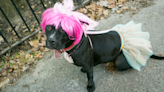 Pittie Dresses up as Chappell Roan for Shelter’s ‘Pride Pawrade’ and Everyone Is Cheering