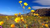 California's Largest State Park Has the Best Wildflower Super Blooms in the State