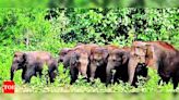 State begins elephant behaviour mapping to rein in errant jumbos | Bhubaneswar News - Times of India