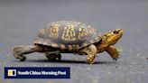 Chinese woman arrested in US for trying to smuggle turtles into Canada