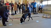 Energetic Labrador joins ranks of Columbia Fire Department as arson detection dog