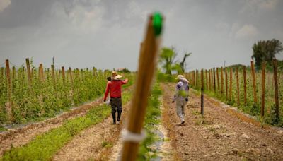 Plan de deportación de inmigrantes de Trump sería un duro golpe económico para Florida