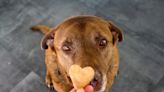 Labrador Enlists the Help of the Cat to Get to Treats She Couldn’t Reach