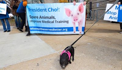 Does Mizzou med school train doctors on live pigs? What to know about protest campaign