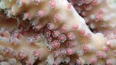 Scientists Unveil the Secret Sex Life of Coral