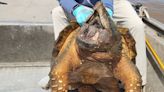 Man accidentally catches 200-plus-pound snapping turtle in Texas