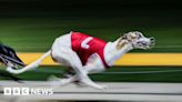 Australia's greyhound racing industry battles new claims of abuse