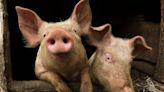 Utah Pigs Give Cops the Run Around During Wild Chase Through Neighborhood