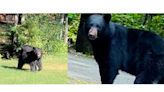 Bears caught on video: WYFF News 4 viewers share more brushes with wildlife