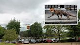 Fury as parcel firm bosses bring in pest controllers to cull foxes in Kentish Town