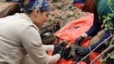 Conservation officials celebrate record number of Mexican wolf pups placed in wild dens