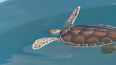 Record number of sea turtles need rehab, sparking concern as nesting season begins