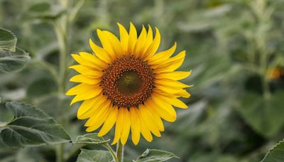 10 Best Companion Plants For Sunflowers (Plus, 3 To Avoid!)