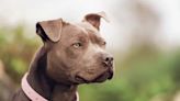 American Pit Bull Terrier Temperament Test Has Shocking Result