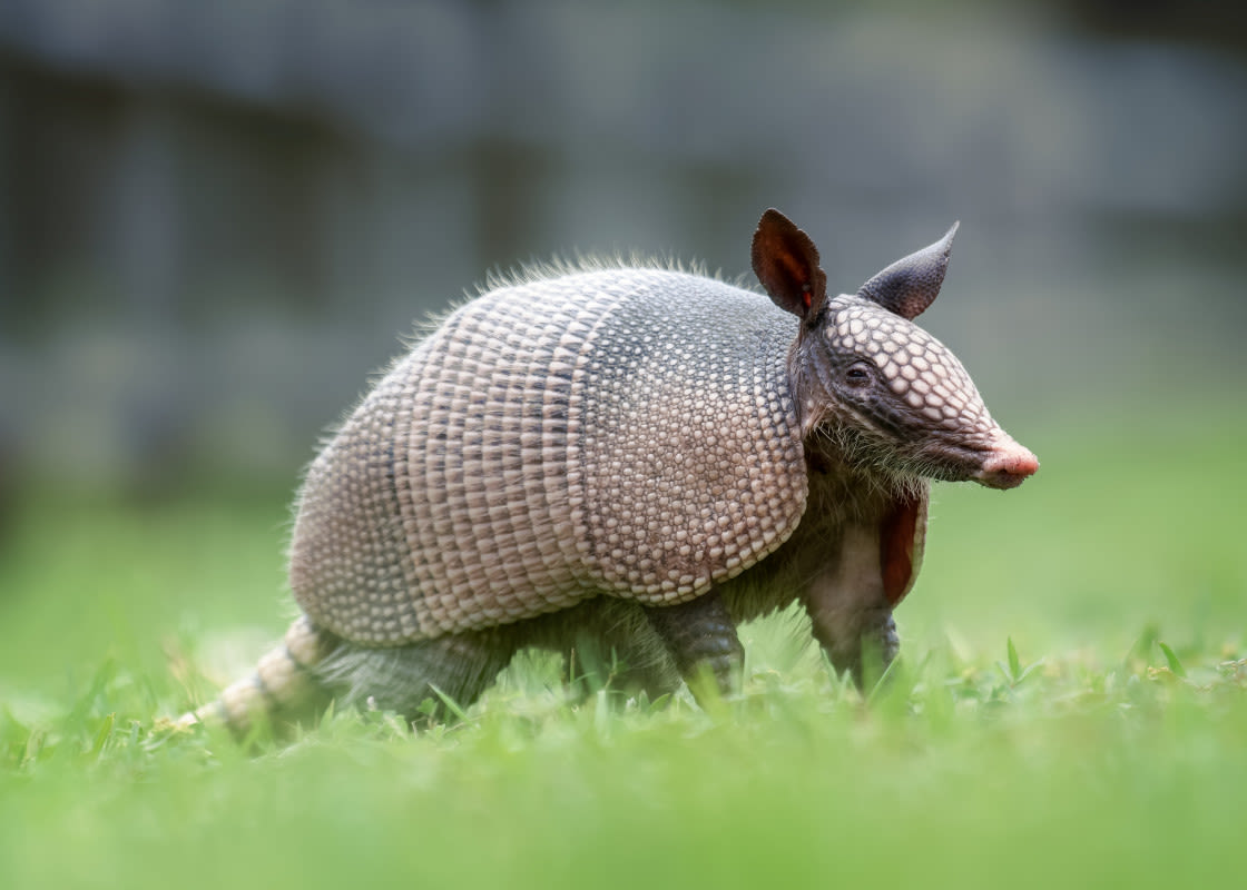 San Antonio Zoo Armadillo’s ‘Basketball’ Skills Have People Impressed