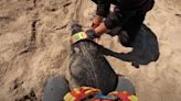 Seal Stuck in a Discarded Hazmat Suit Rescued Near Skeleton Bay