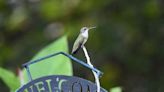 Feeding hummingbirds means being responsible for their health | Northwest Arkansas Democrat-Gazette