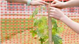 Lipscomb Academy gifted NASA moon tree