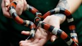 Man stopped at customs with 100 live snakes down his pants