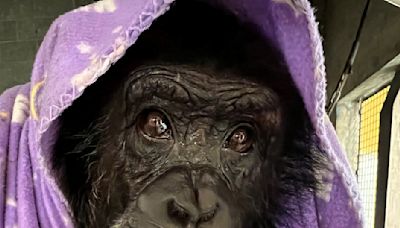 Inside Tonka’s life after 'Chimp Crazy': Vegan meals, painting and lots of sex