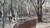 Hunting season in New York state now stretches past Christmas. When you can harvest a deer