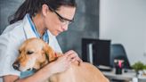Dog owners warned of mystery coughing illness on the rise in US