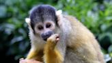 Several squirrel monkeys stolen from Louisiana zoo: police