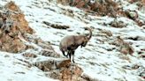 Mongolia's wildlife at risk from overgrazing