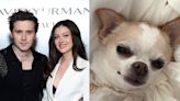 Nicola Peltz Beckham sues dog groomer for ‘malicious abuse’ after chihuahua’s death