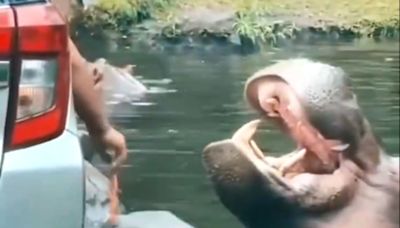 Disheartening! Watch Safari Goer Throws Plastic Bag In Hippo’s Mouth, Viral Video Sparks Outrage On Internet