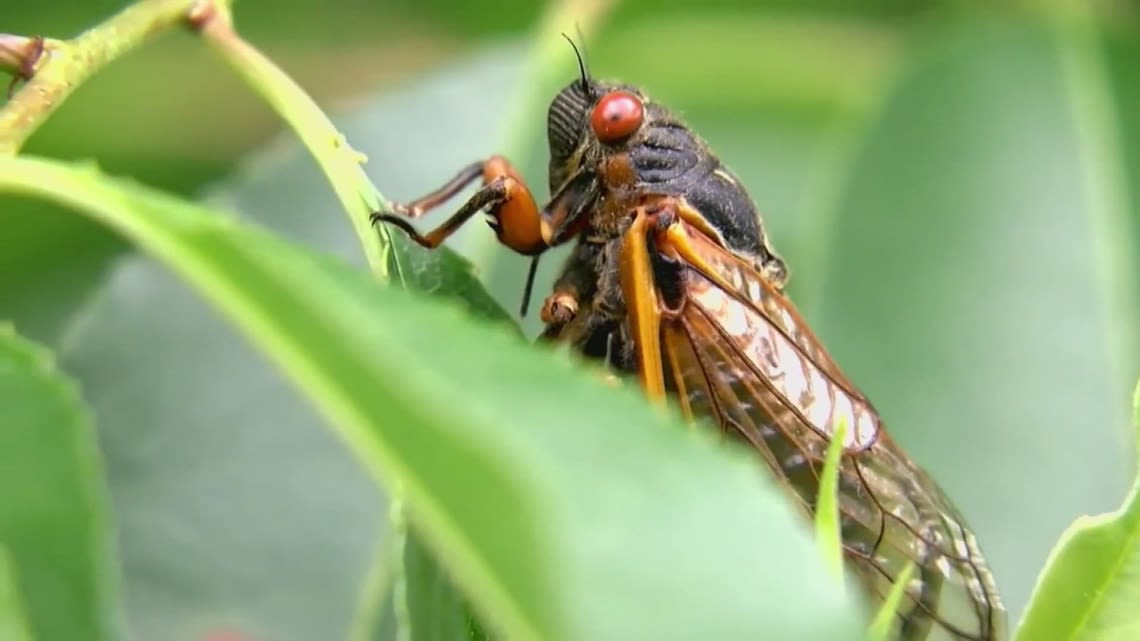 Cicadas in North Carolina: When are they leaving and when will other broods hatch?