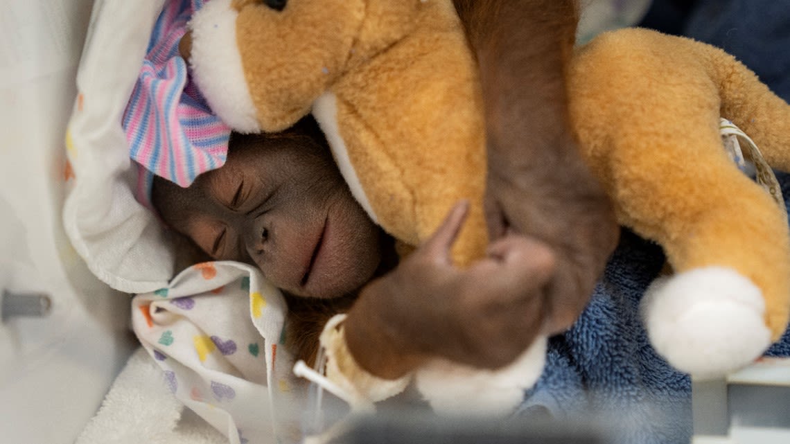 Baby orangutan at Busch Gardens named by the public