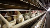 Lack of bird flu testing raises questions about pandemic readiness