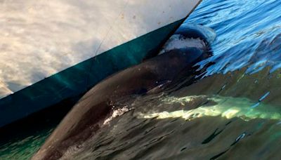 Cruise ship sails into New York City port with 44-foot dead whale across its bow